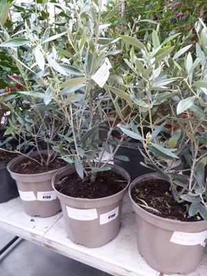Lot 4198 - Small Olive Tree