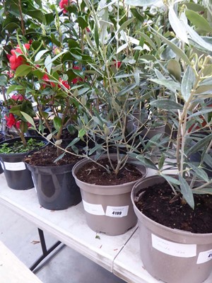 Lot 4199 - Small Olive Tree