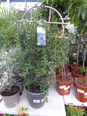 Lot 4200 - Trellis Ceanothus
