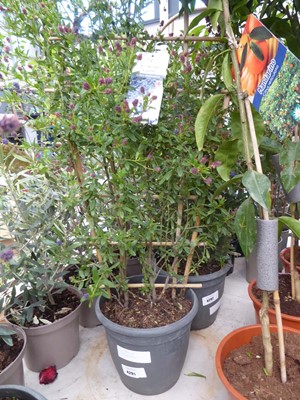 Lot 4201 - Trelist Ceanothus