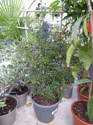 Lot 4202 - Trelist Ceanothus