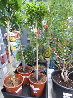 Lot 4203 - Mandarin Fruit Tree