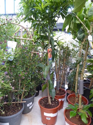 Lot 4204 - Mandarin Fruit Tree