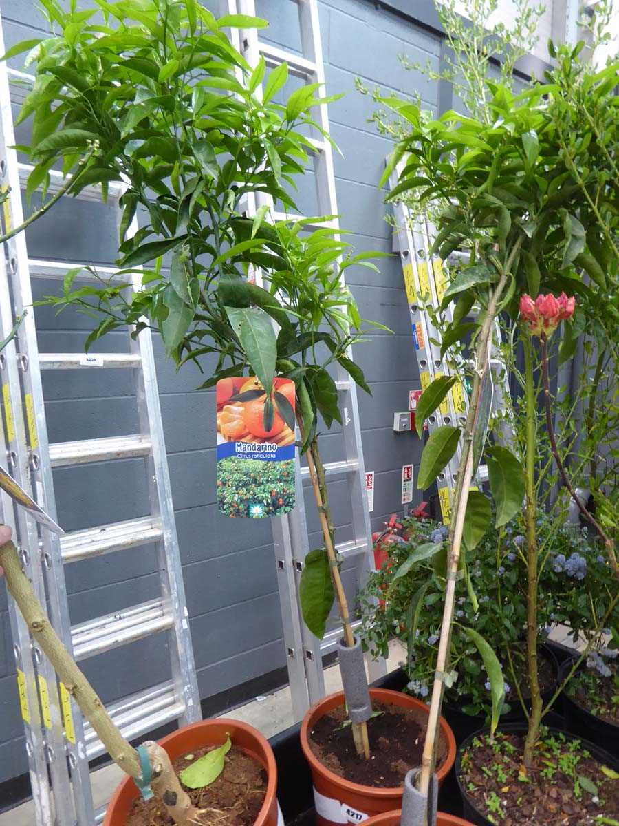 Lot 4217 - Mandarin Fruit Tree