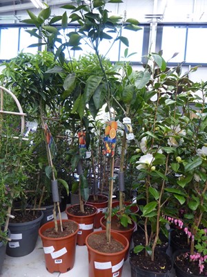 Lot 4206 - Orange Fruit Tree