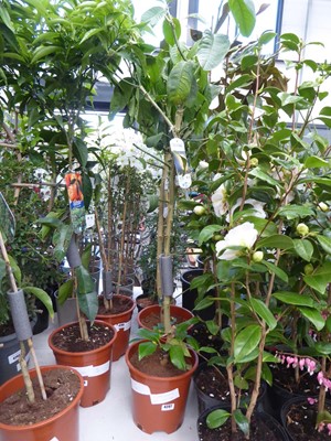 Lot 4207 - Citrus Medica Exotic Fruit Tree