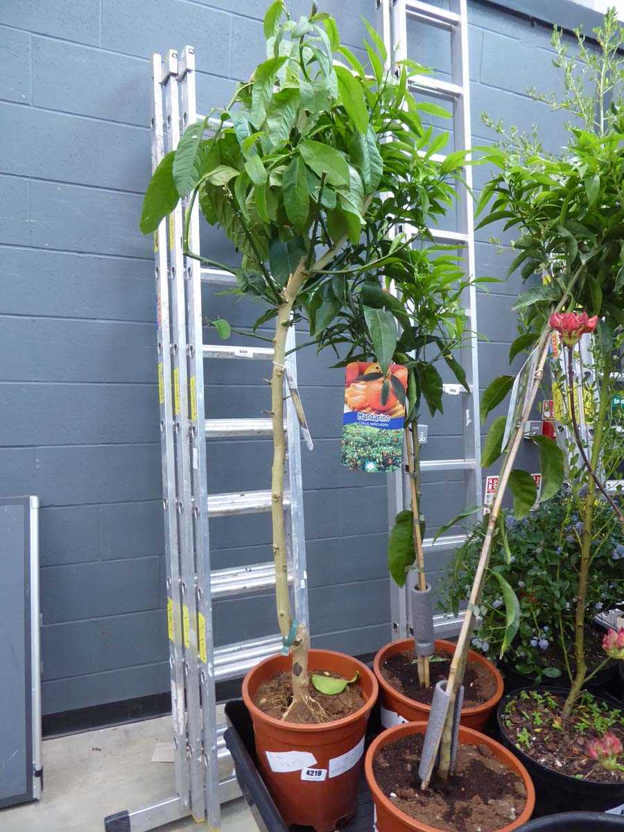 Lot 4219 - Citrus Medica Exotic Fruit Tree