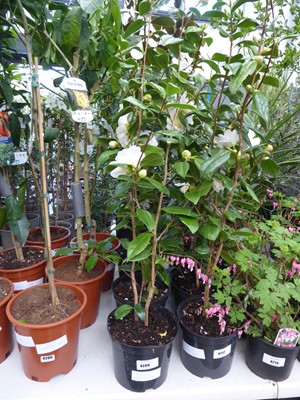 Lot 4209 - Large Camilia White Flowers