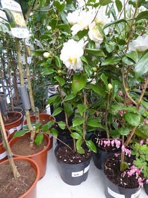 Lot 4210 - Large Camilia White Flowers