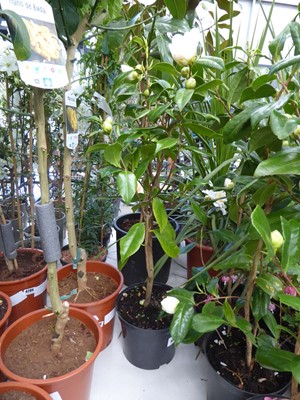 Lot 4211 - Large Camilia White Flowers