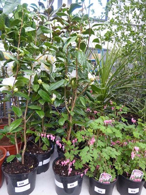 Lot 4212 - Large Camilia White Flowers