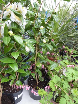 Lot 4213 - Large Camilia White Flowers