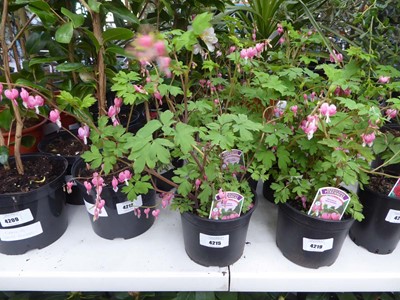 Lot 4215 - Dicentra (Var) Spectabilis
