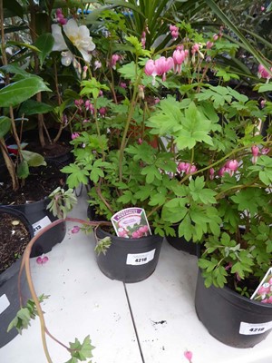 Lot 4216 - Dicentra (Var) Spectabilis