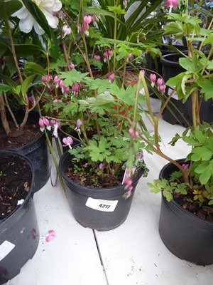 Lot 4217 - Dicentra (Var) Spectabilis