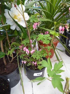 Lot 4218 - Dicentra (Var) Spectabilis