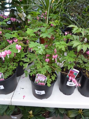 Lot 4219 - Dicentra (Var) Spectabilis