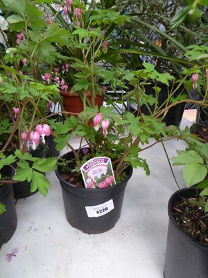 Lot 4220 - Dicentra (Var) Spectabilis