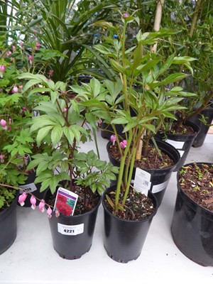 Lot 4221 - 2 Peonies