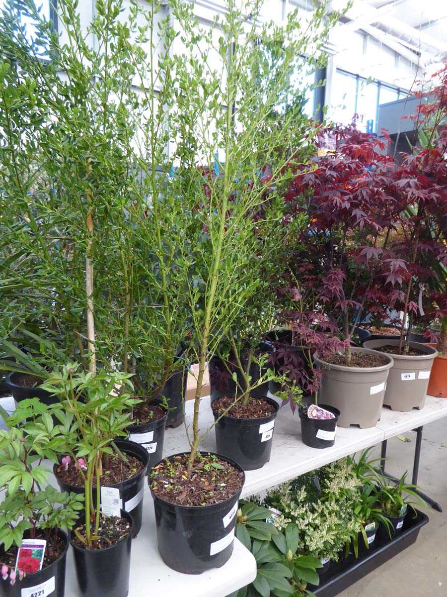 Lot 4216 - Ceanothus (Var) Skylark