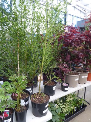 Lot 4222 - Ceanothus (Var) Skylark