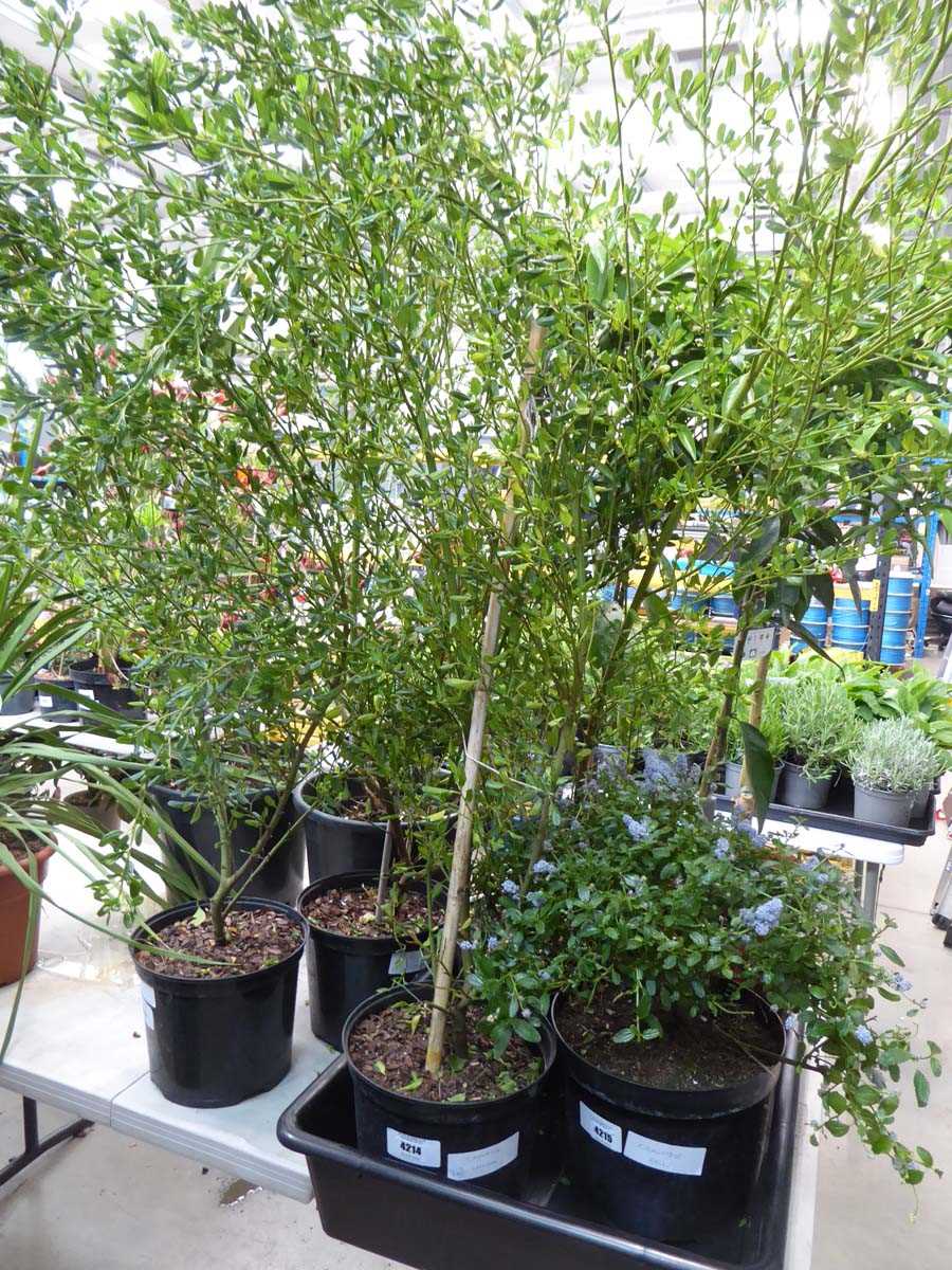 Lot 4214 - Ceanothus (Var) Skylark