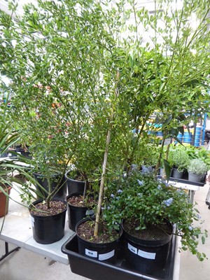 Lot 4223 - Ceanothus (Var) Skylark