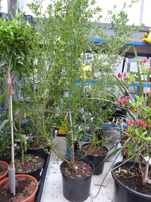 Lot 4224 - Ceanothus (Var) Skylark