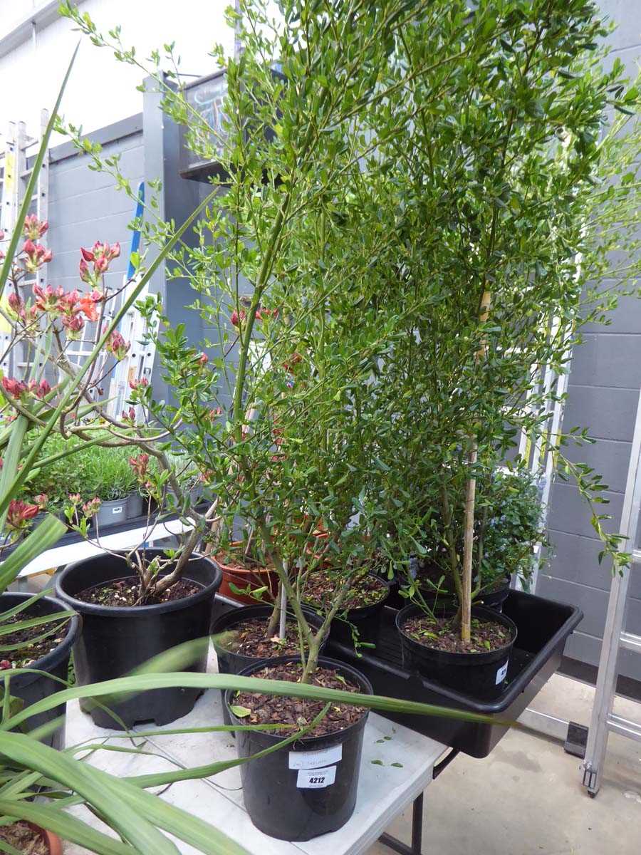 Lot 4212 - Ceanothus (Var) Skylark