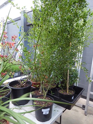 Lot 4225 - Ceanothus (Var) Skylark