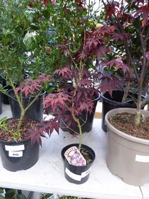 Lot 4226 - Acer (Var) Atropurpureum
