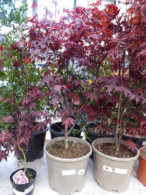 Lot 4227 - Large Acer (Var) Bloodgood