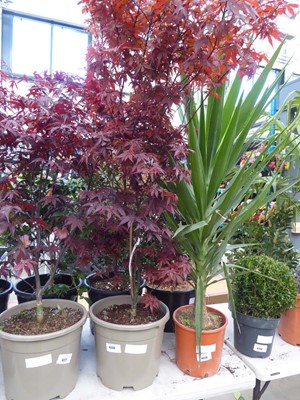 Lot 4228 - Acer (Var) Atropurpureum