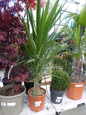Lot 4229 - Large Yucca