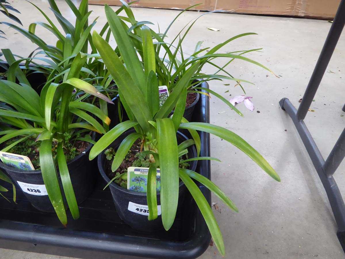 Lot 4235 - 2 Agapanthus