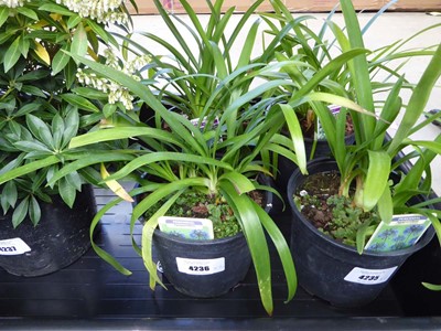 Lot 4236 - 2 Agapanthus
