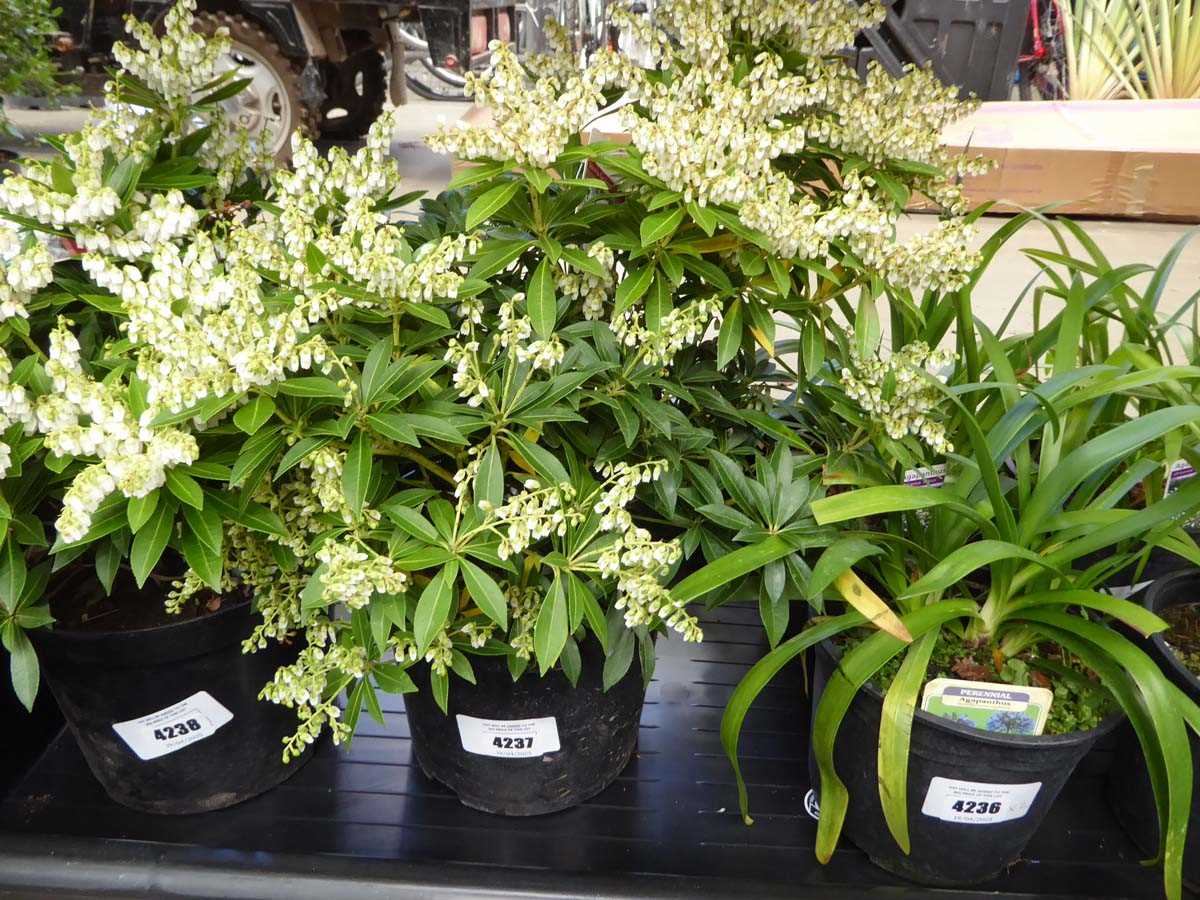 Lot 4237 - Pieris (Var) Japonica Sarabande