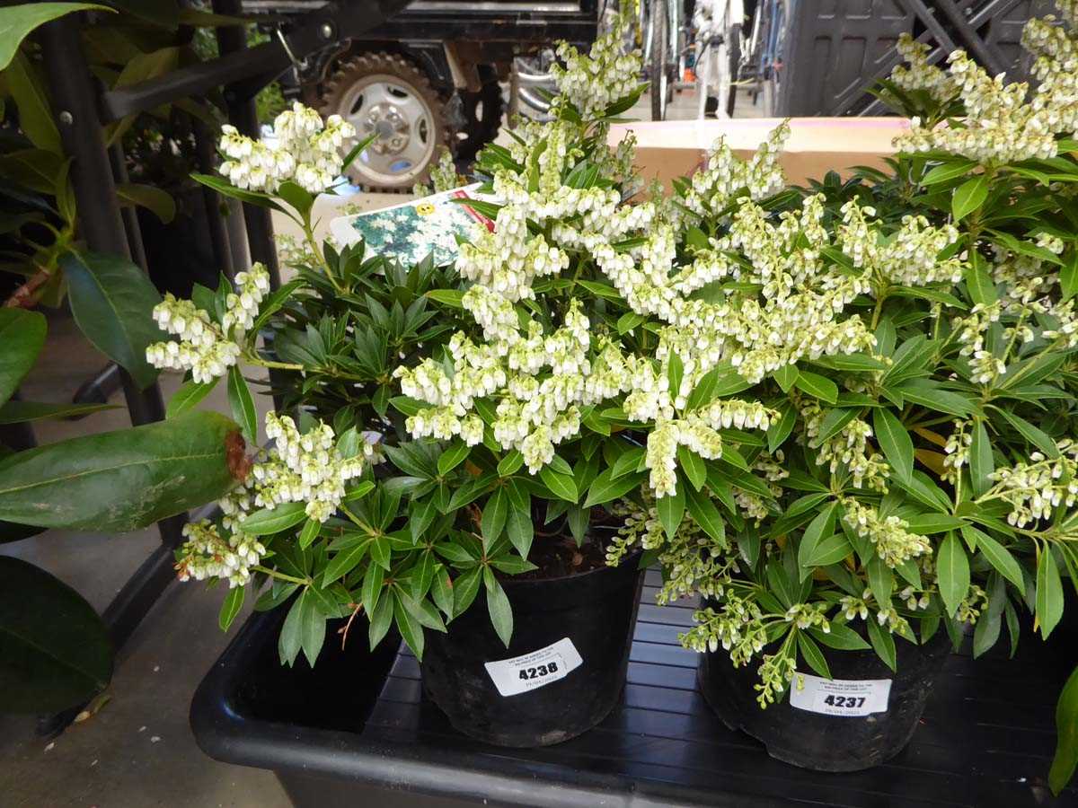 Lot 4238 - Pieris (Var) Japonica Sarabande