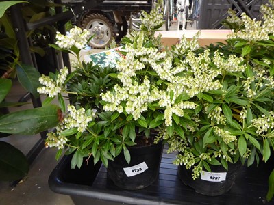 Lot 4238 - Pieris (Var) Japonica Sarabande