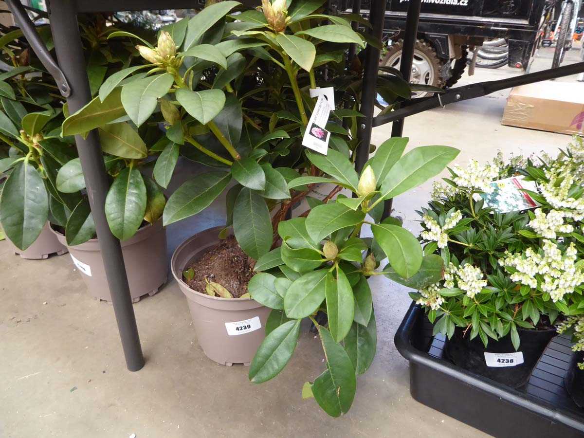 Lot 4239 - Rhododendron (Var) Albert Schweitzer