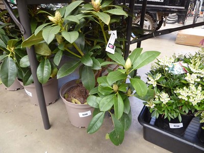 Lot 4239 - Rhododendron (Var) Albert Schweitzer
