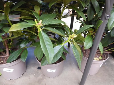 Lot 4240 - Rhododendron (Var) Albert Schweitzer