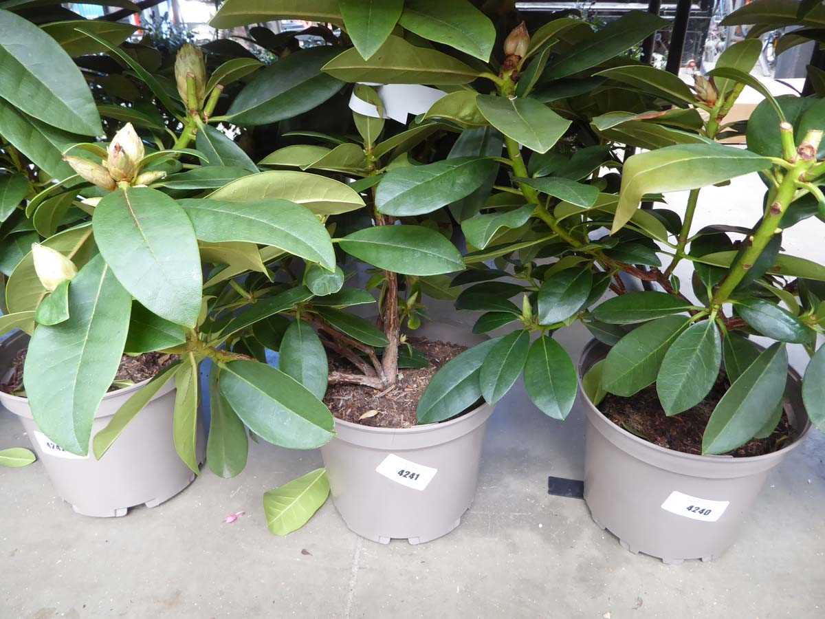 Lot 4241 - Rhododendron (Var) Albert Schweitzer