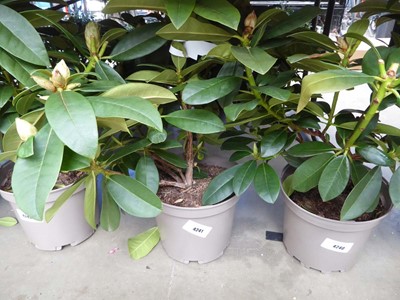 Lot 4241 - Rhododendron (Var) Albert Schweitzer