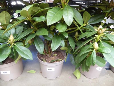 Lot 4242 - Rhododendron (Var) Albert Schweitzer