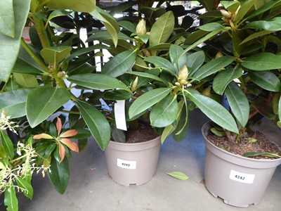 Lot 4243 - Rhododendron (Var) Albert Schweitzer