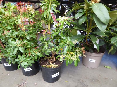 Lot 4244 - Pieris (Var) Forest Flame
