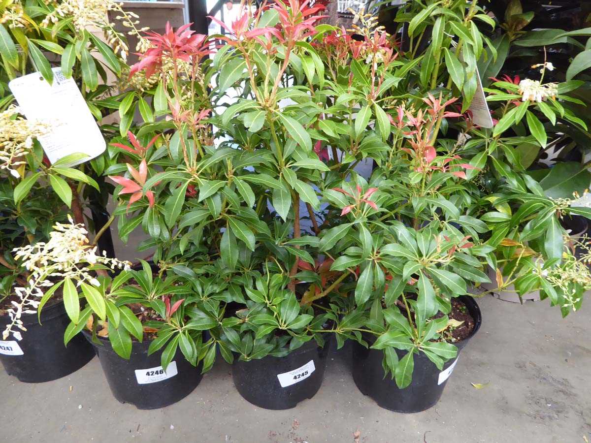 Lot 4245 - Pieris (Var) Forest Flame