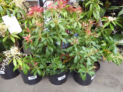 Lot 4245 - Pieris (Var) Forest Flame