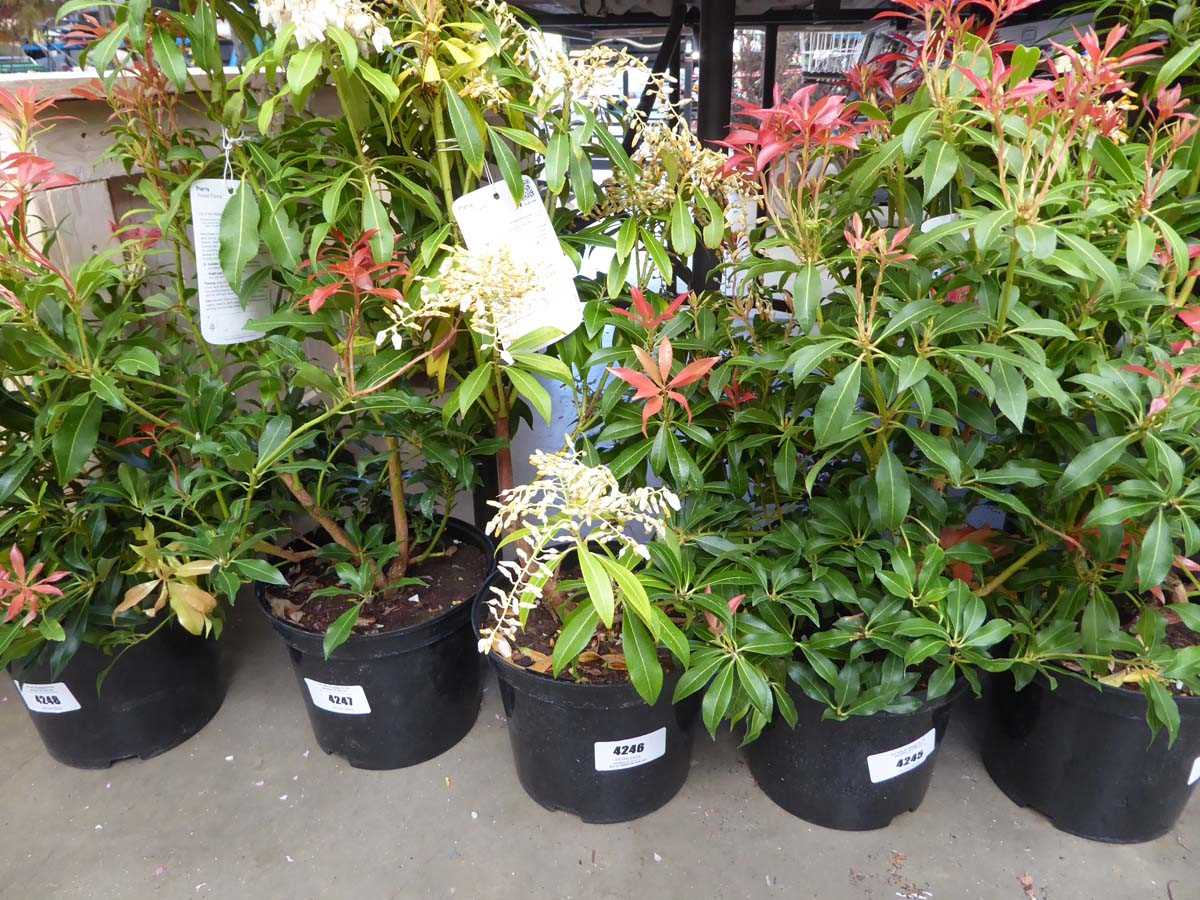 Lot 4246 - Pieris (Var) Forest Flame